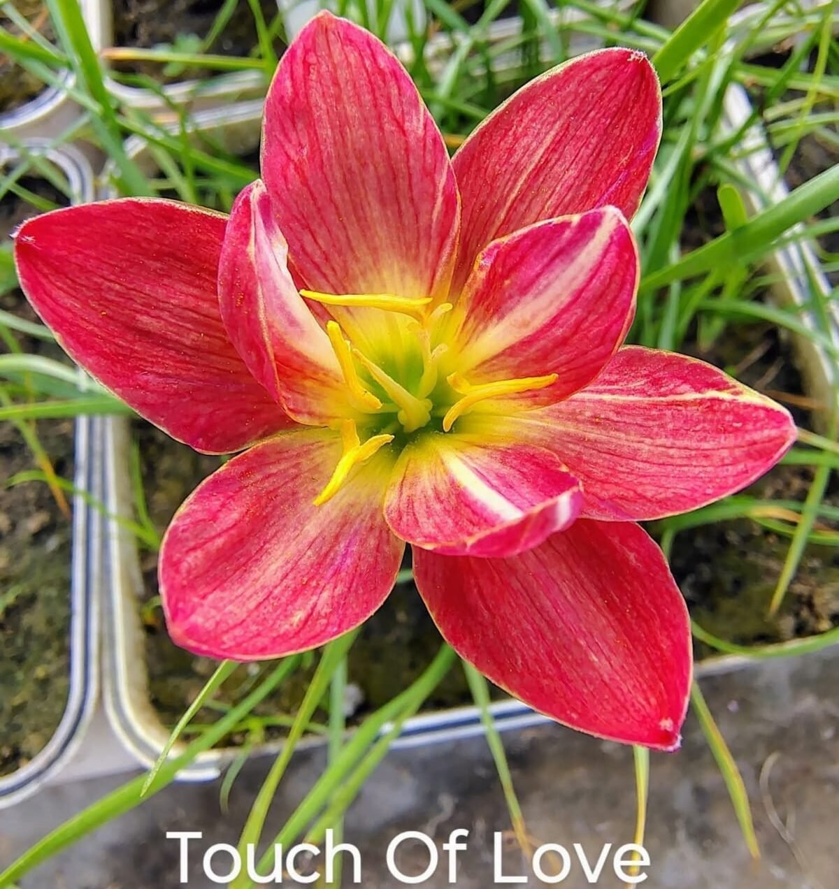 Touch Of Love Hybrid Rain Lily Flower Bulb
