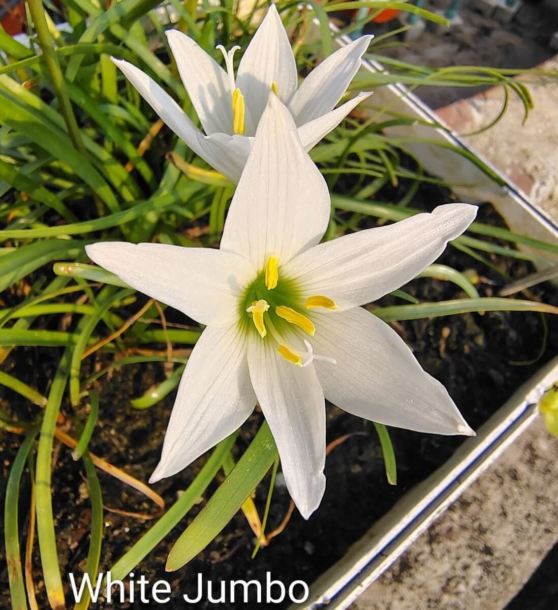 White Jumbo Hybrid Rain Lily Flower Bulb
