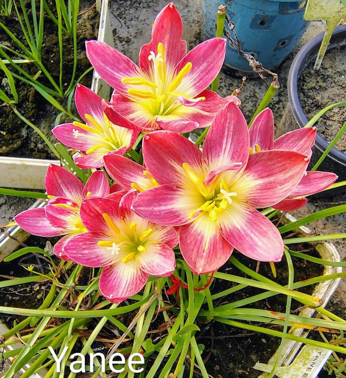 Yanee Hybrid Rain Lily Flower Bulb