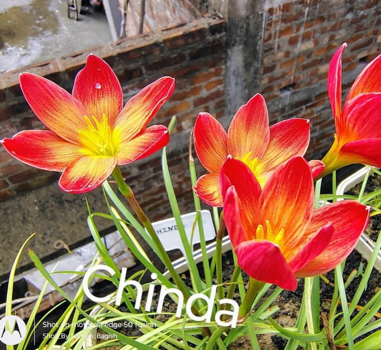 Chinda Hybrid Rain Lily Flower Bulb
