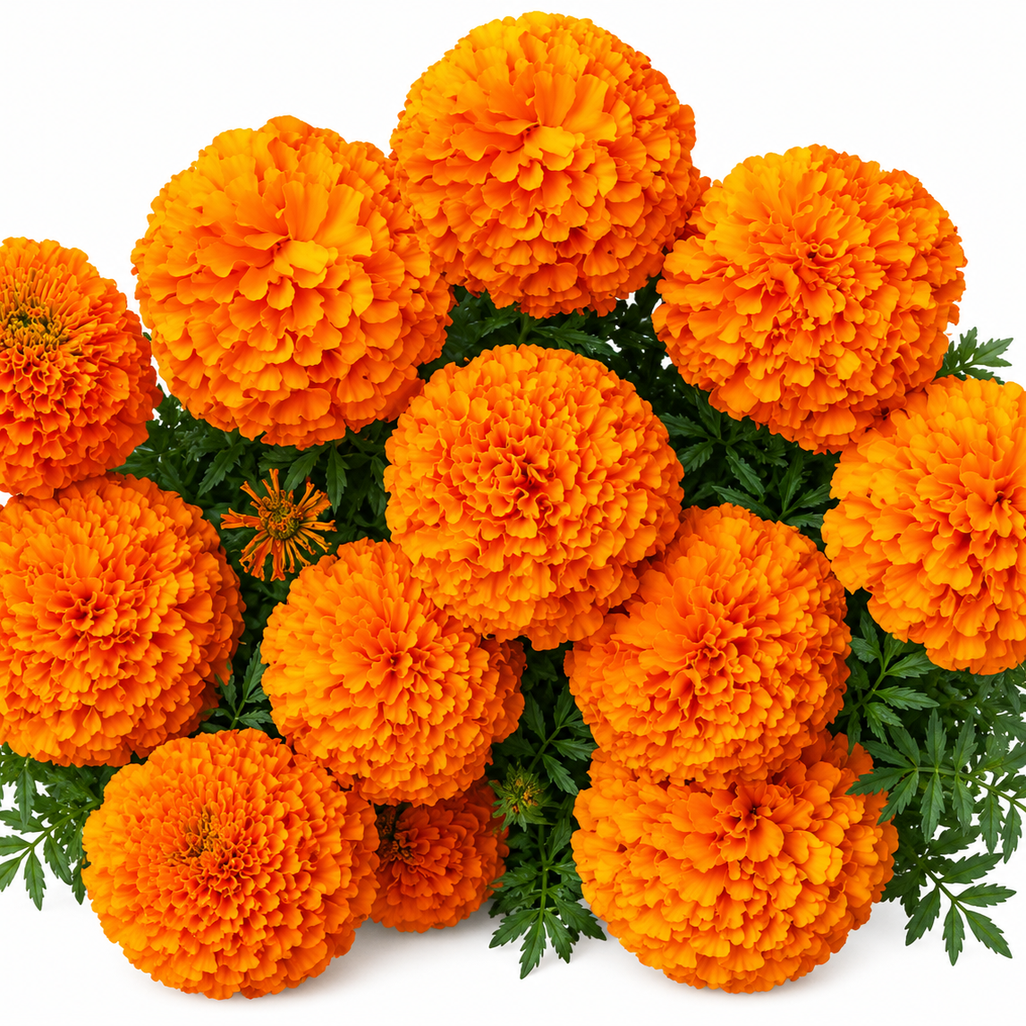 Marigold Orange Color Hybrid Flower Seeds
