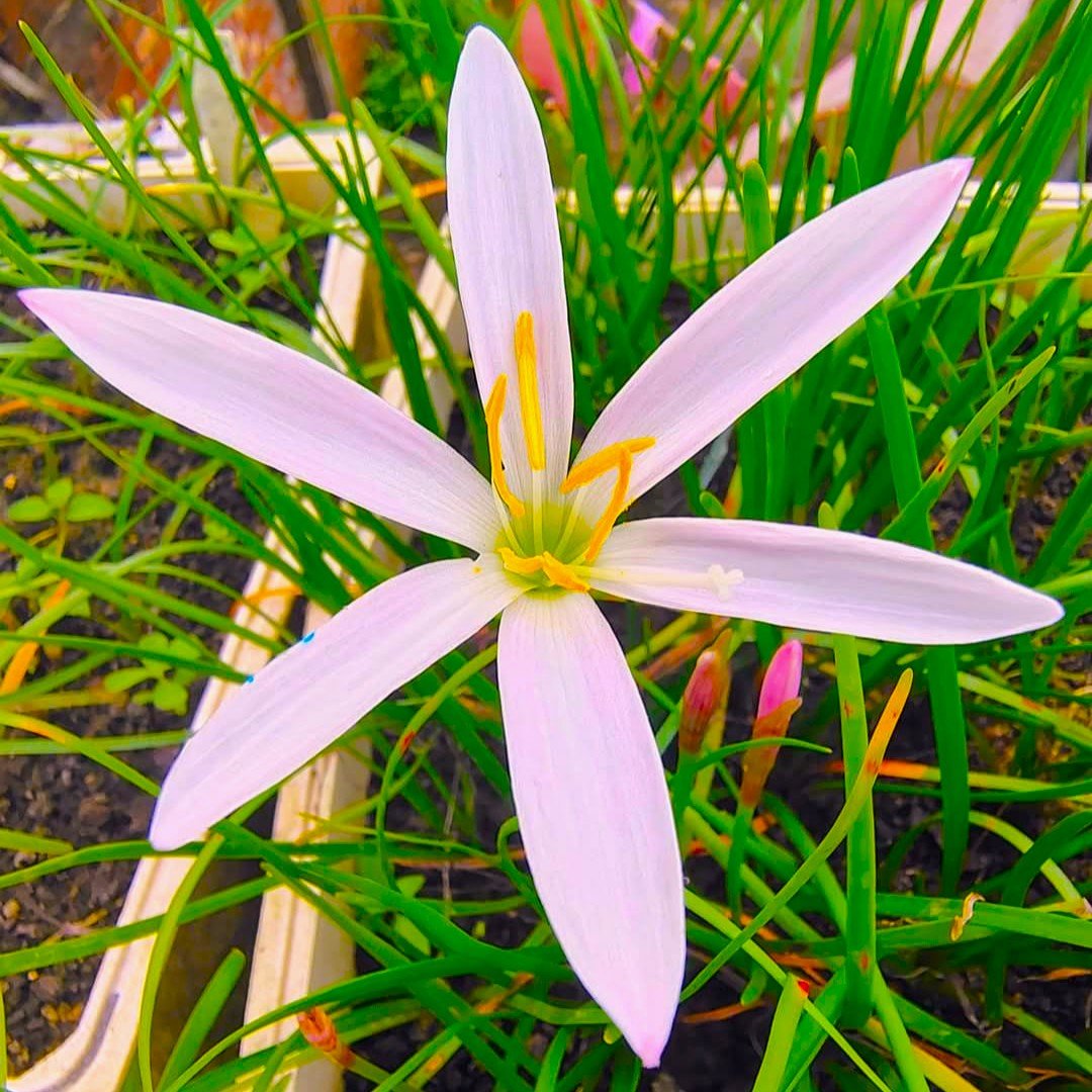 Blush Soft Pink Hybrid Rain Lily Flower Bulb