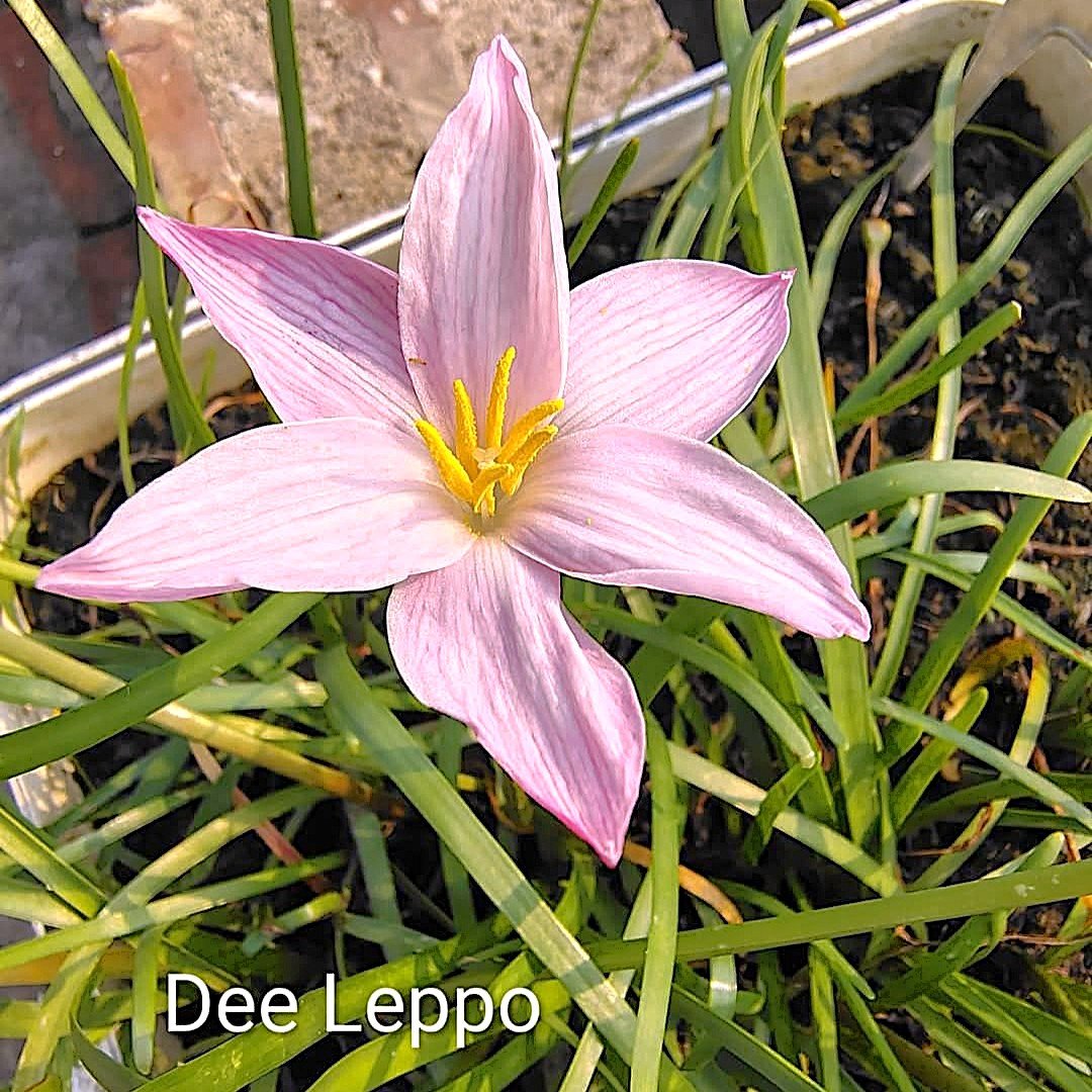Di Ippo Hybrid Rain Lily Flower Bulb