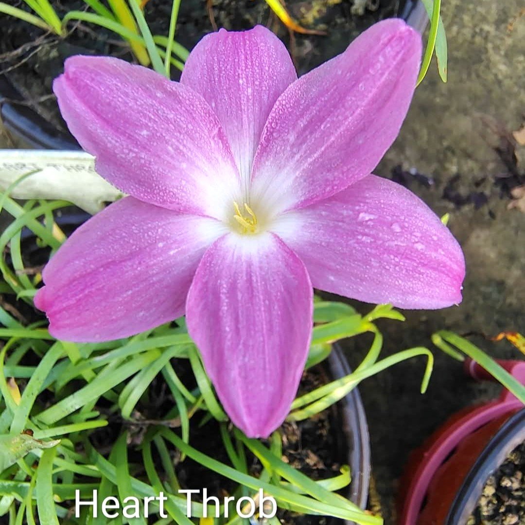 Heart Throb Hybrid Rain Lily Flower Bulb