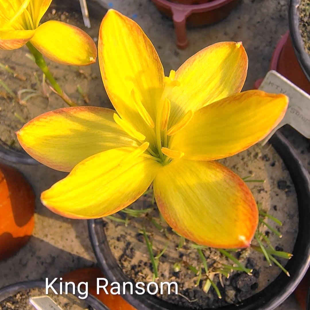 King Ransom Hybrid Rain Lily Flower Bulb
