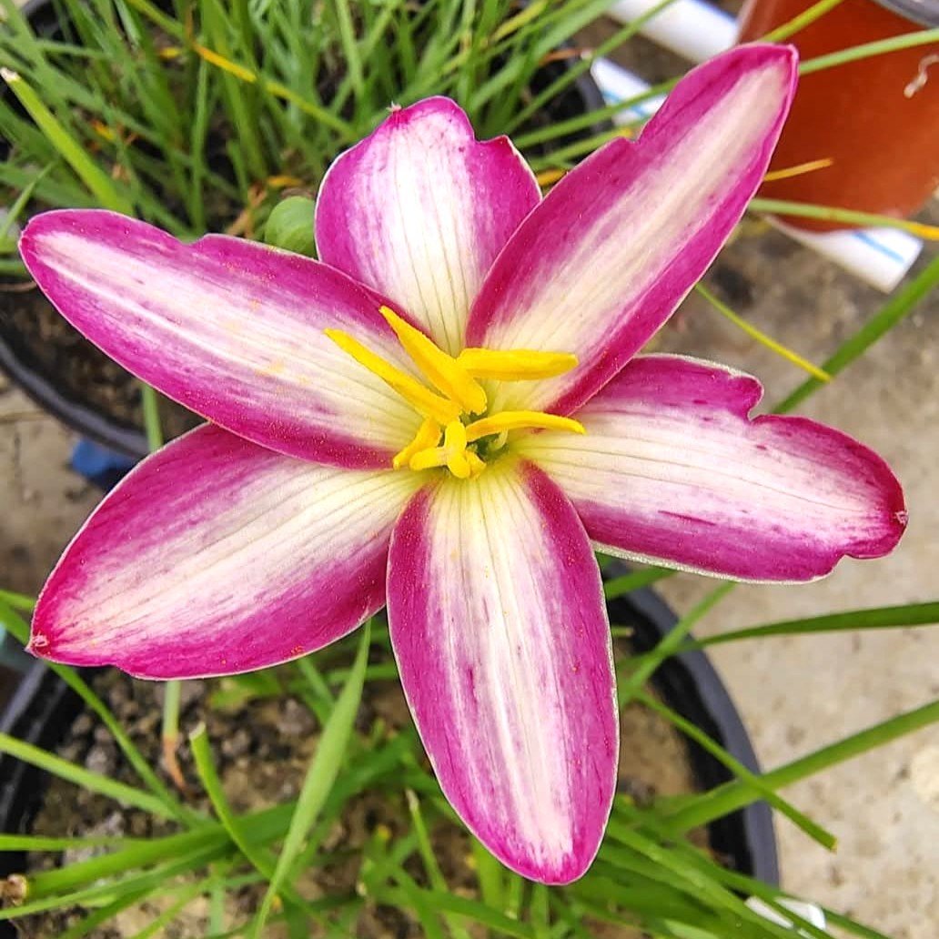 My Picotee Hybrid Rain Lily Flower Bulb 3 My Picotee Hybrid Rain Lily Flower Bulb