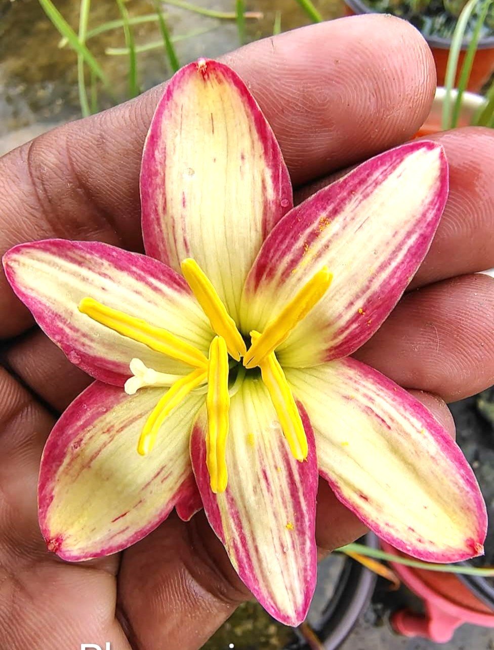 Phanarai Hybrid Rain Lily Flower Bulb 3 Phanarai Hybrid Rain Lily Flower Bulb