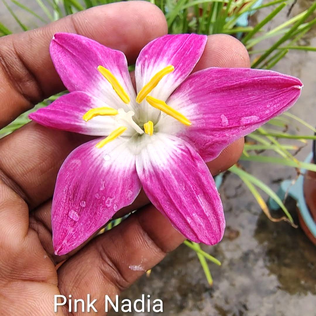 Pink Nadia Hybrid Rain Lily Flower Bulb