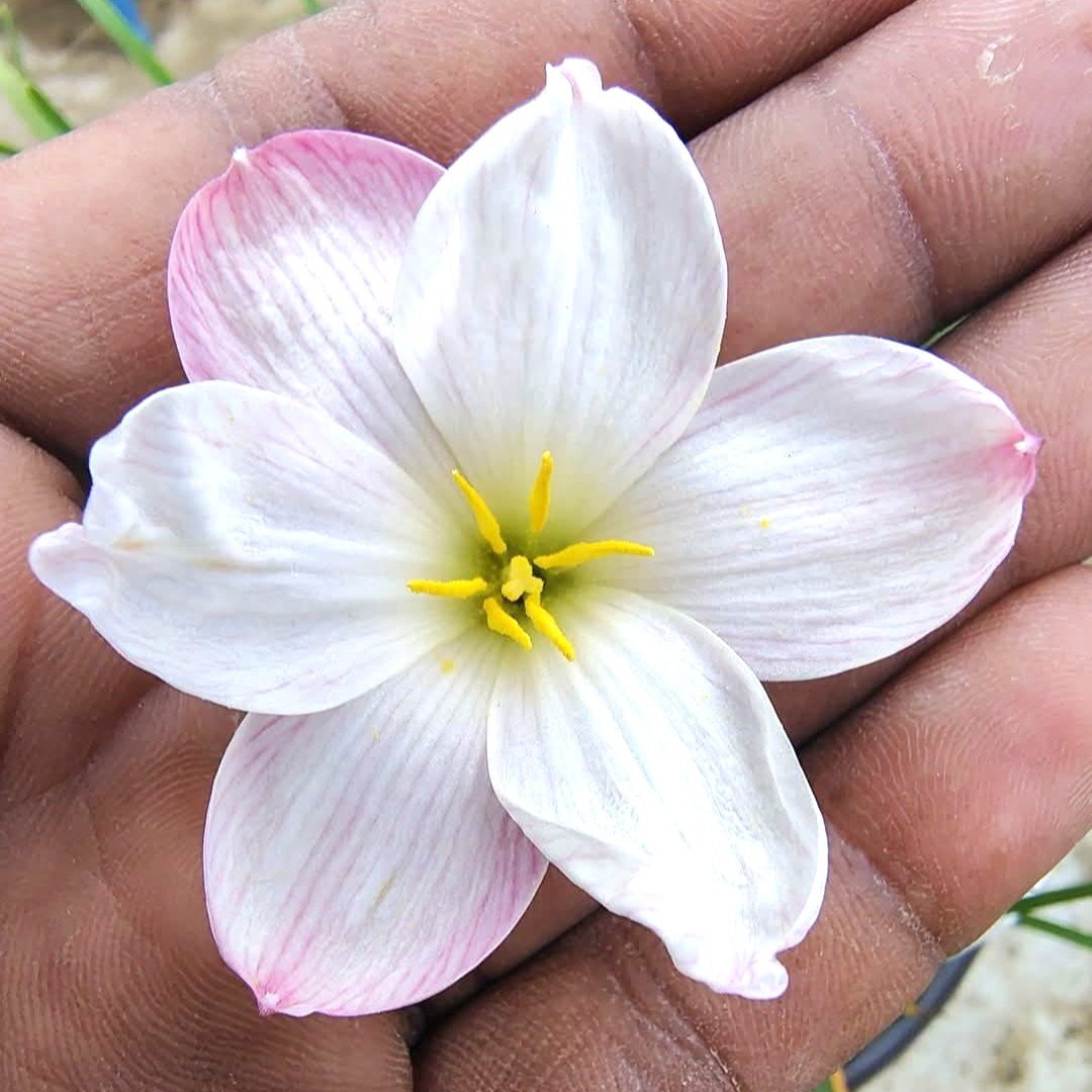 Plum Hybrid Rain Lily Flower Bulb 3 Plum Hybrid Rain Lily Flower Bulb